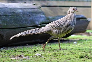 Kuldfaasani kana, foto Estfarm