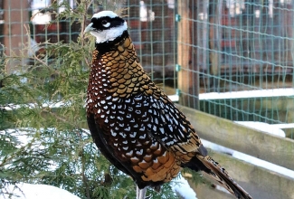 Kuningfaasani kukk, foto Estfarm