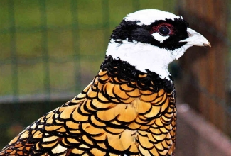 Kuningfaasani kukk, foto Estfarm