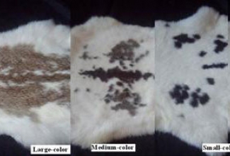 Karusnahk, foto FUR and RHJY