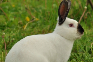 Küülikutõug kalifornia, foto Estfarm