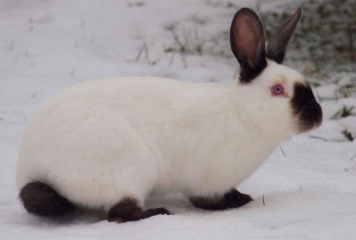 Küülikutõug kalifornia, foto Estfarm