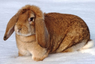  Küülikutõug prantsuse päss, foto Estfarm