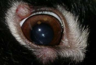 Müksomatoos, foto Dr. David L. Williams, 2004