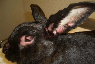 Müksomatoos, foto Bunspace, Myxo, Shorty bunny, 15.05.2011