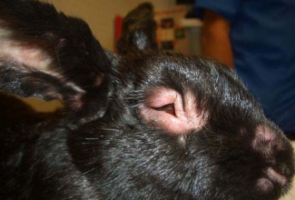 Müksomatoos, foto Bunspace, Myxo, Shorty bunny, 15.05.2011