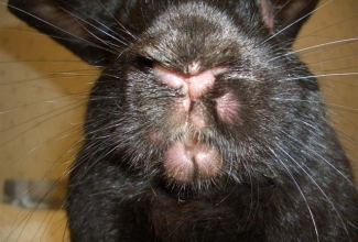 Müksomatoos, foto Bunspace, Myxo, Shorty bunny, 15.05.2011