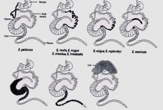 Küülikute koktsidioos, Coudert P., F. Drouet-Viard, F. Provot, 2000, in: Enfermeda del conejo. Tomo II 219-43