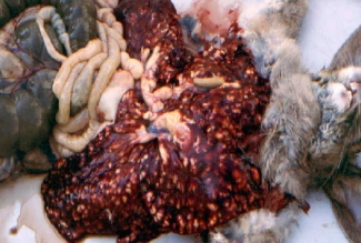 Faculdade de Medicina Veterinaria, maksa koktsidioos