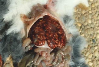 Küülikute haigused, maksakoktsidioos, foto Cuniculture. info