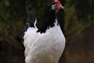 Lakenvelderi kana, foto Estfarm