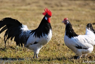 Lakenvelder, foto Estfarm