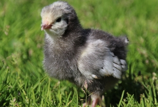 Lakenvelderi tibu, foto Estfarm