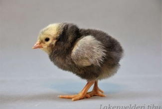 Lakenvelderi tibu, foto Estfarm