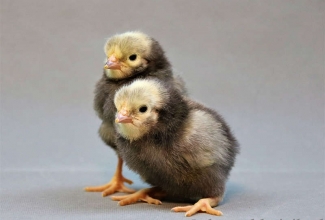 Lakenvelderi tibud, foto Estfarm