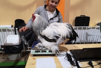 Läti I kodulindude ja küülikute näitus