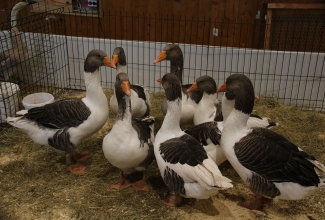 Läti I kodulindude ja küülikute näitus