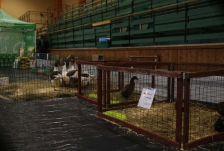 Läti I kodulindude ja küülikute näitus