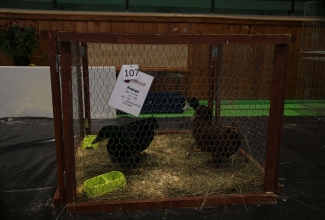 Läti I kodulindude ja küülikute näitus