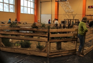 Läti I kodulindude ja küülikute näitus