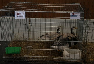 Läti I kodulindude ja küülikute näitus