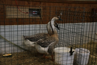 Läti I kodulindude ja küülikute näitus