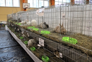 Läti I kodulindude ja küülikute näitus