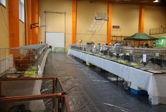 Läti I kodulindude ja küülikute näitus