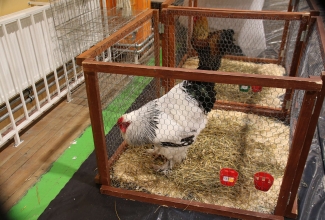 Läti I kodulindude ja küülikute näitus