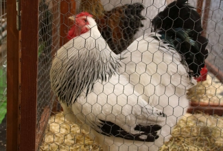 Läti I kodulindude ja küülikute näitus