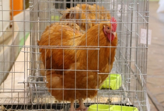 Läti I kodulindude ja küülikute näitus