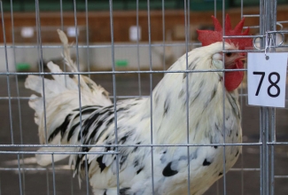 Läti I kodulindude ja küülikute näitus