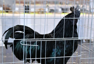 Läti I kodulindude ja küülikute näitus