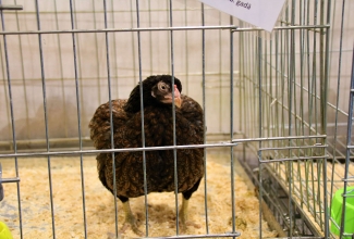 Läti I kodulindude ja küülikute näitus