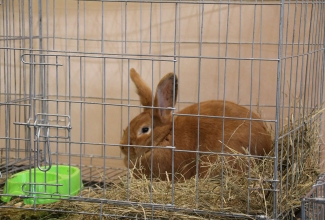 Läti I kodulindude ja küülikute näitus