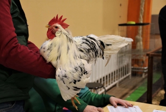 Läti I kodulindude ja küülikute näitus