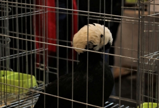 Läti I kodulindude ja küülikute näitus