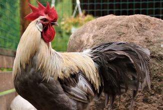 Leghorni kukk, värvus isabel, foto Estfarm