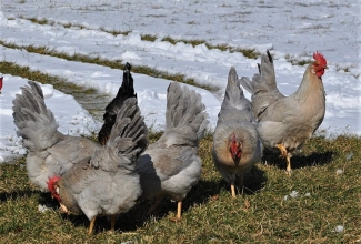 Leghorni kanad, värvus isabel, foto Estfarm