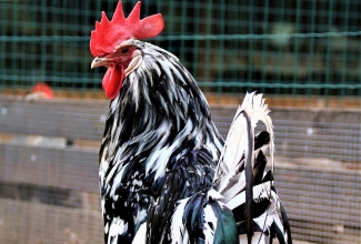 Leghorni kukk, värvus exhequer, foto Estfarm