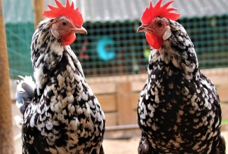 Leghorni kanad, värvus exhequer, foto Estfarm