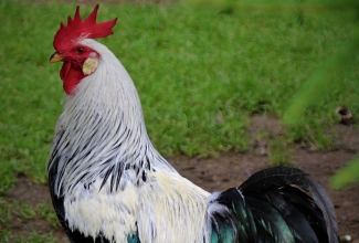 Leghorni kukk, värvus hõbe, foto Estfarm