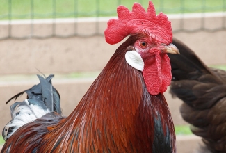 Leghorni kukk, värvus pruun, foto Estfarm