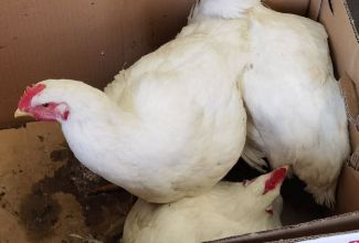 Lindude-algtootlemise-koolitus-2