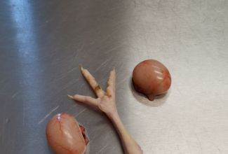 Lindude-algtootlemise-koolitus-3