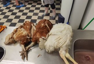 Lindude-algtootlemise-koolitus-6