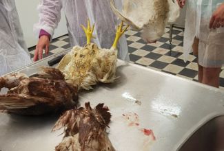 Lindude-algtootlemise-koolitus-7