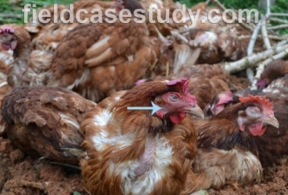 Lindude gripp, foto: https://fieldcasestudy.com/