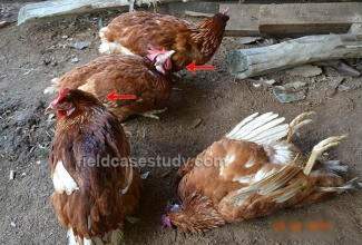 Lindude gripp, foto: https://fieldcasestudy.com/