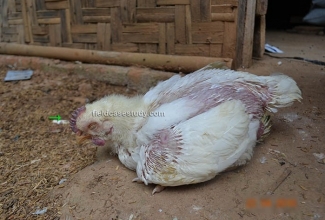 Lindude gripp, foto: https://fieldcasestudy.com/